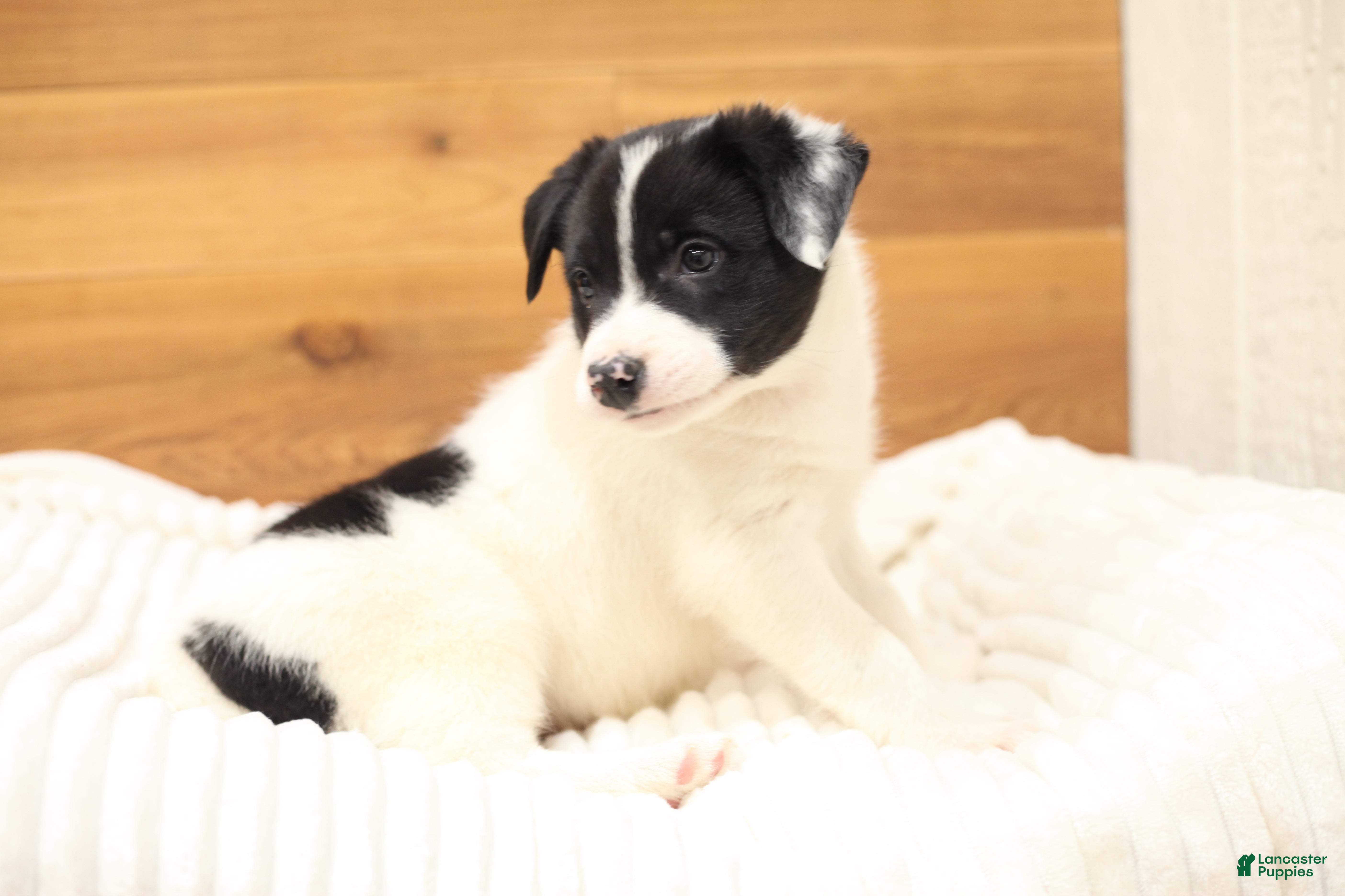 Border Collie dogs Buck - Ad 24