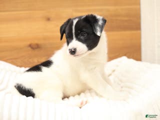 Border Collie dogs Buck - Ad 26