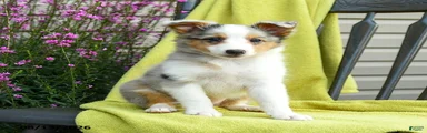 Stormie