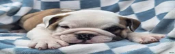 English Bulldog dogs for sale: Mario - Ad 4