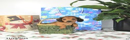 Miniature Dachshund dogs for sale: Timmy - Ad 2