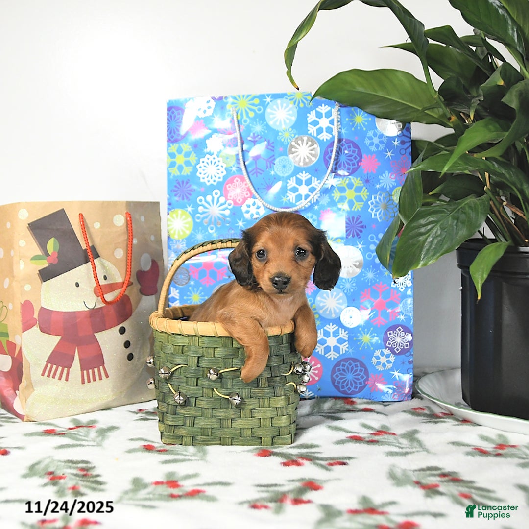 Miniature Dachshund dogs for sale: Timmy - Ad 2