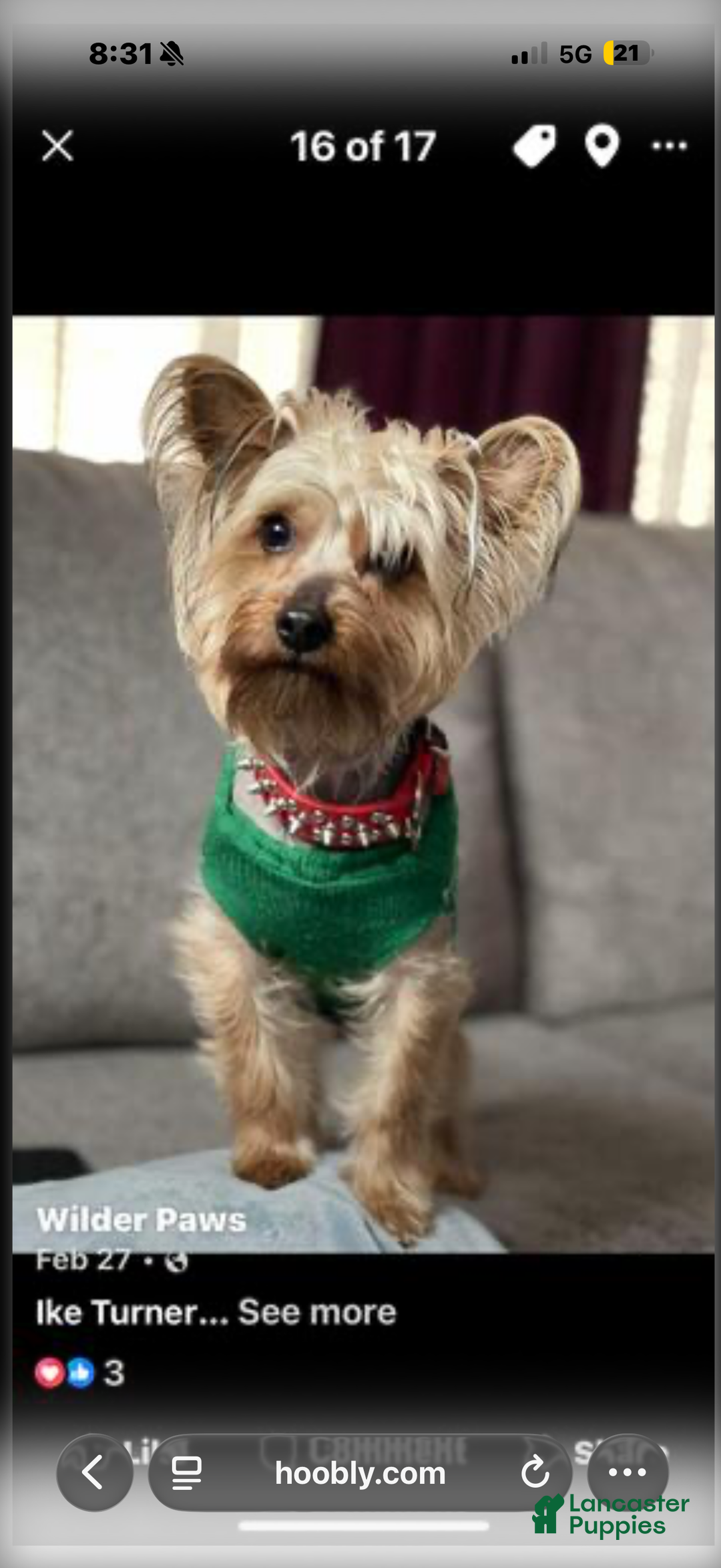 Yorkshire Terrier dogs for sale: Yorkshire Terrier Puppy 1 - Ad 3