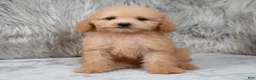 Mini Goldendoodle dogs for sale: Abby ID: 3852 - Ad 2