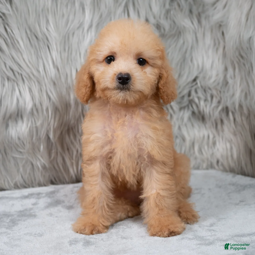 Mini Goldendoodle dogs for sale: Abby ID: 3852 - Ad 2