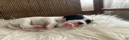 English Setter dogs for sale: Bandit  - Ad 5