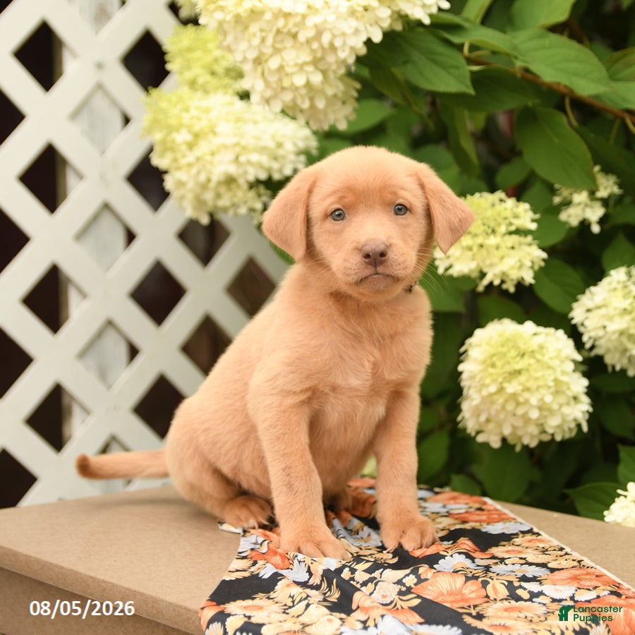 Labrador Retriever dogs Mango - Ad 1