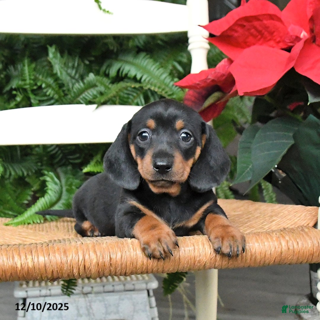 Miniature Dachshund dogs for sale: Dancer - Ad 1