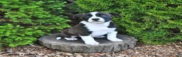 Mixed Breed dogs for sale: Jolly - Ad 2