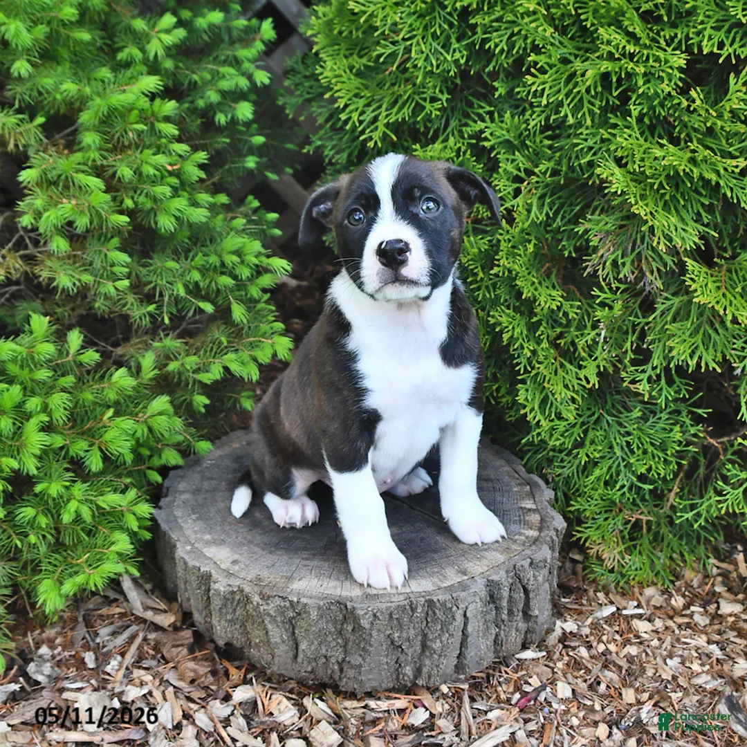 Mixed Breed dogs for sale: Jolly - Ad 2