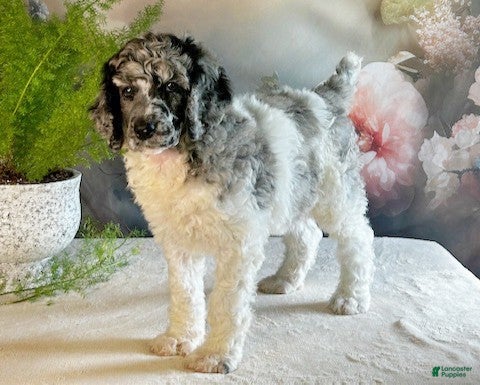 Standard Poodle dogs Tyler - Ad 16