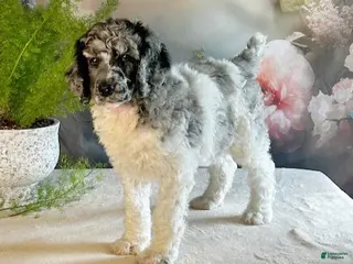 Standard Poodle dogs Tyler - Ad 8