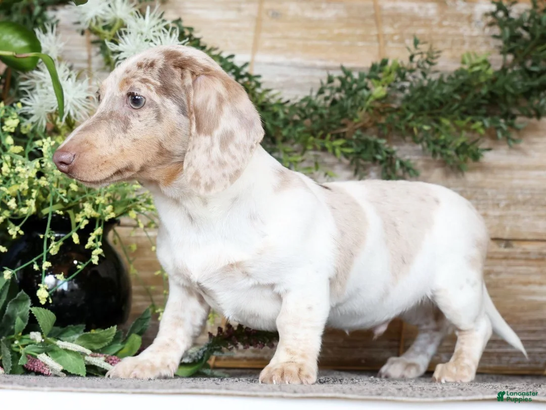 Miniature Dachshund dogs for sale: Don - Ad 2