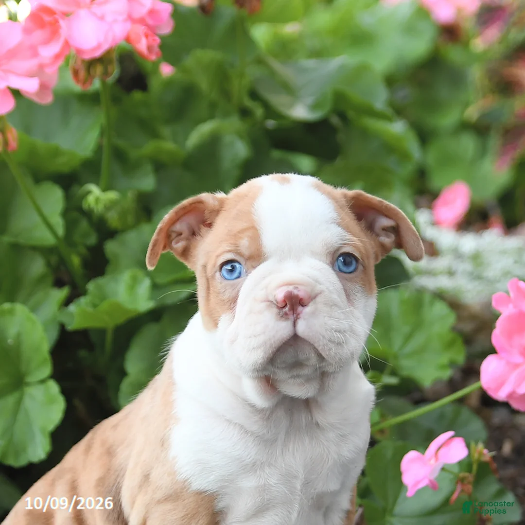 Boston Terrier dogs for sale: Lucky - Ad 5