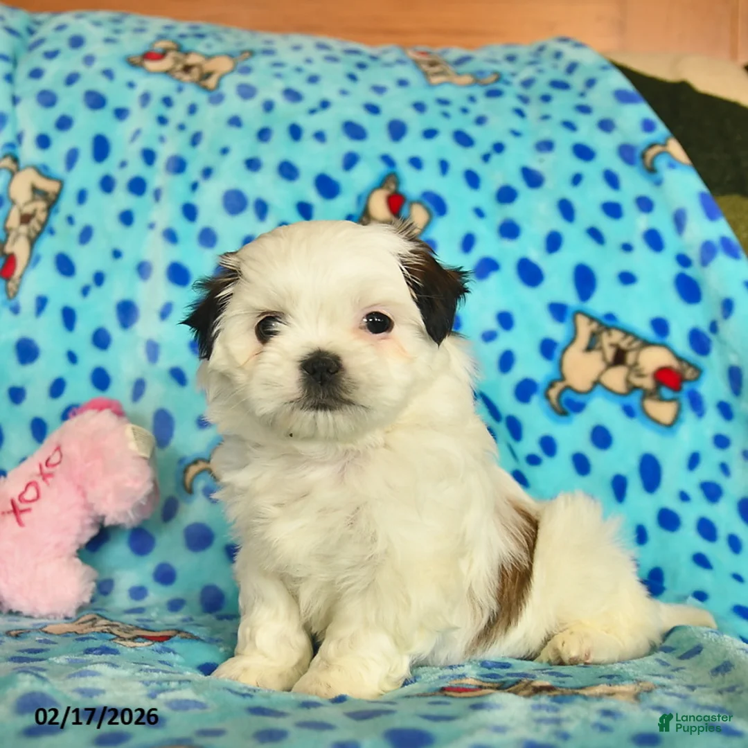Shih Tzu dogs for sale: Bonnie  - Ad 2