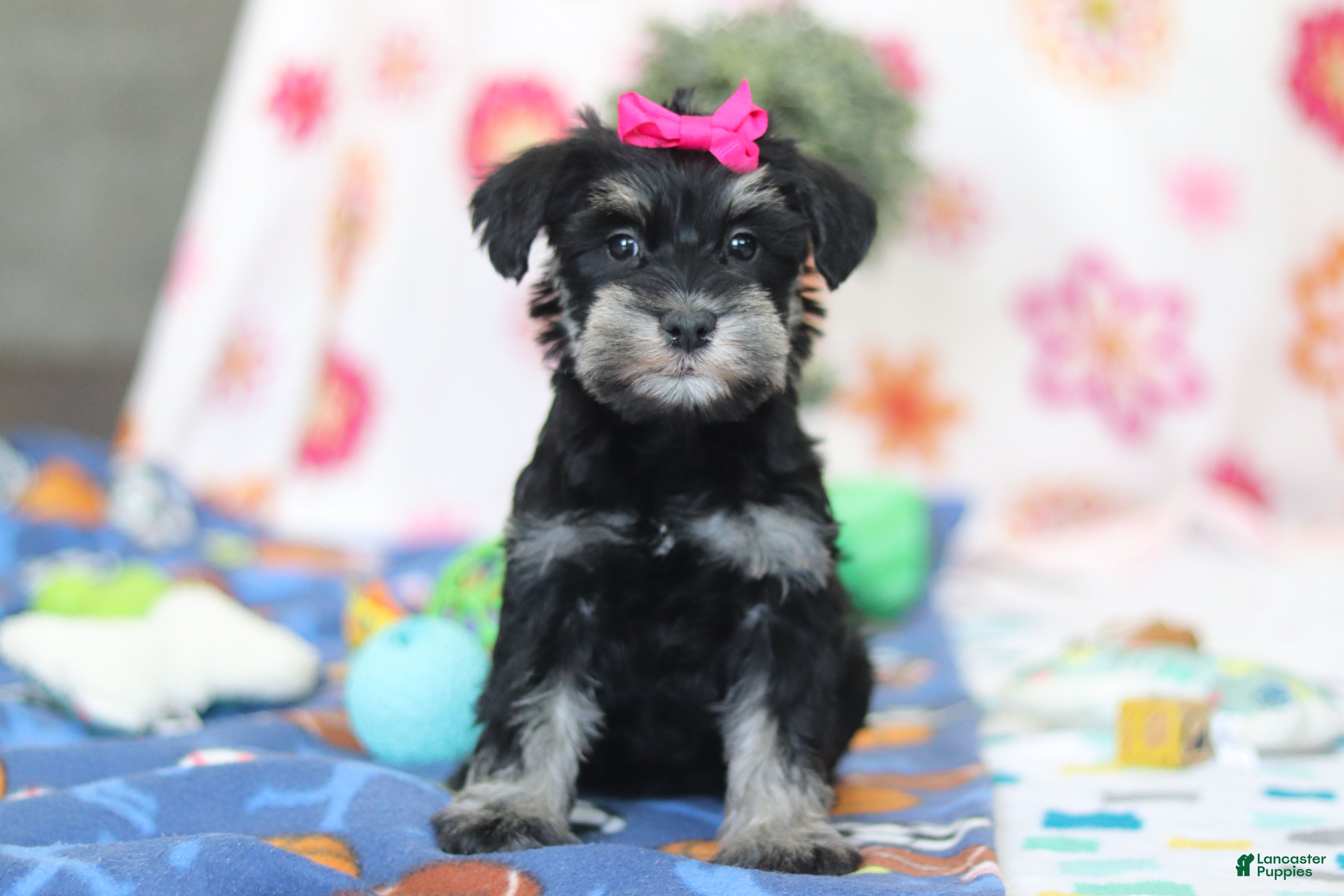 Miniature Schnauzer dogs Iris - Ad 1