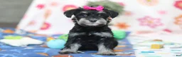 Miniature Schnauzer dogs for sale: Iris - Ad 1