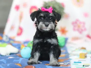 Miniature Schnauzer dogs for sale: Iris - Ad 4