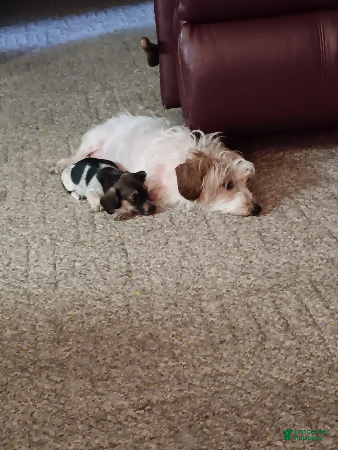 Miniature Dachshund dogs for sale: Miniature Dachshund 3 - Ad 2
