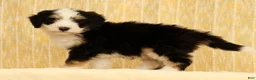 Mini Bernedoodle dogs for sale: Charlie - Ad 4
