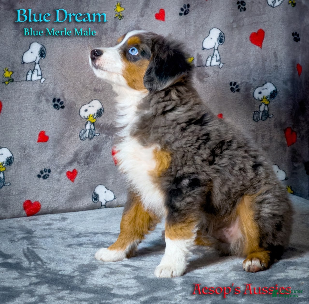 Toy Australian Shepherd dogs Blue Dream - Ad 1