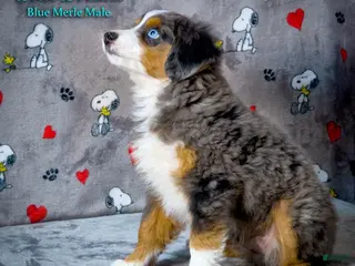 Toy Australian Shepherd dogs for sale: Blue Dream - Ad 3