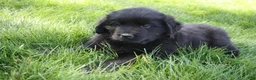 Newfoundland dogs for sale: Ember - Ad 4
