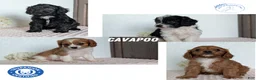 Cavapoo dogs for sale: Shiloh - Ad 10