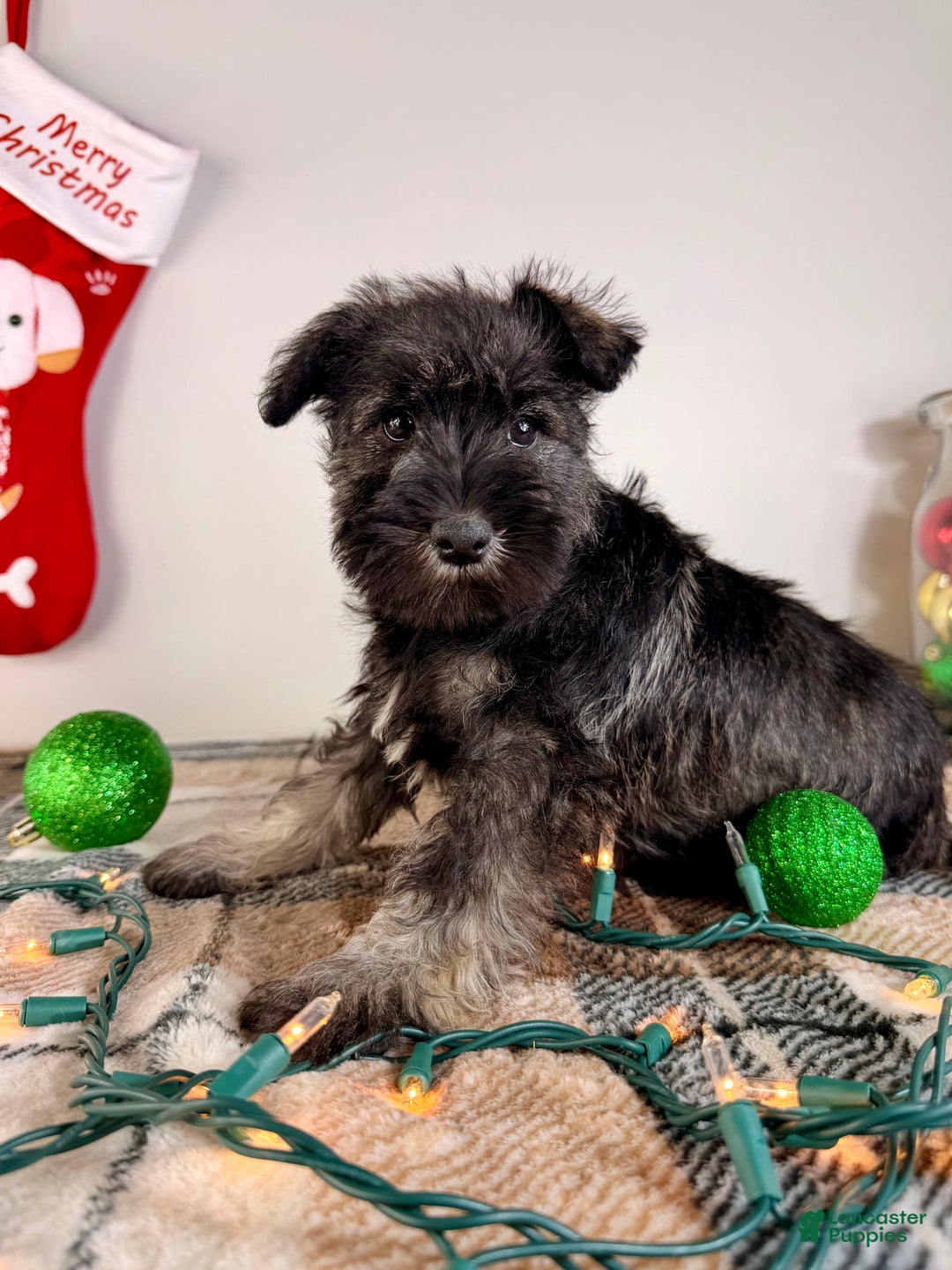 Miniature Schnauzer dogs for sale: AKC Minnie - Ad 2