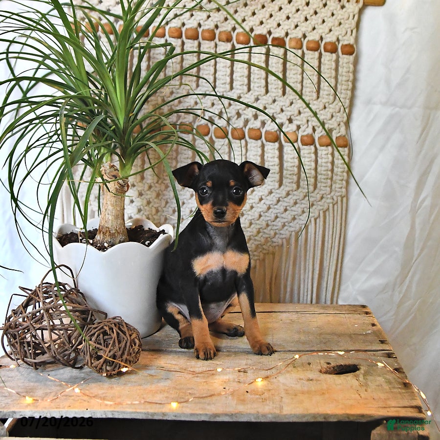 Miniature Pinscher dogs Betsie - Ad 1
