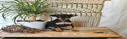 Miniature Pinscher dogs for sale: Betsie - Ad 1