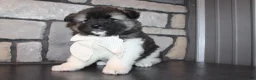 Akita dogs for sale: AKC Riley - Ad 7