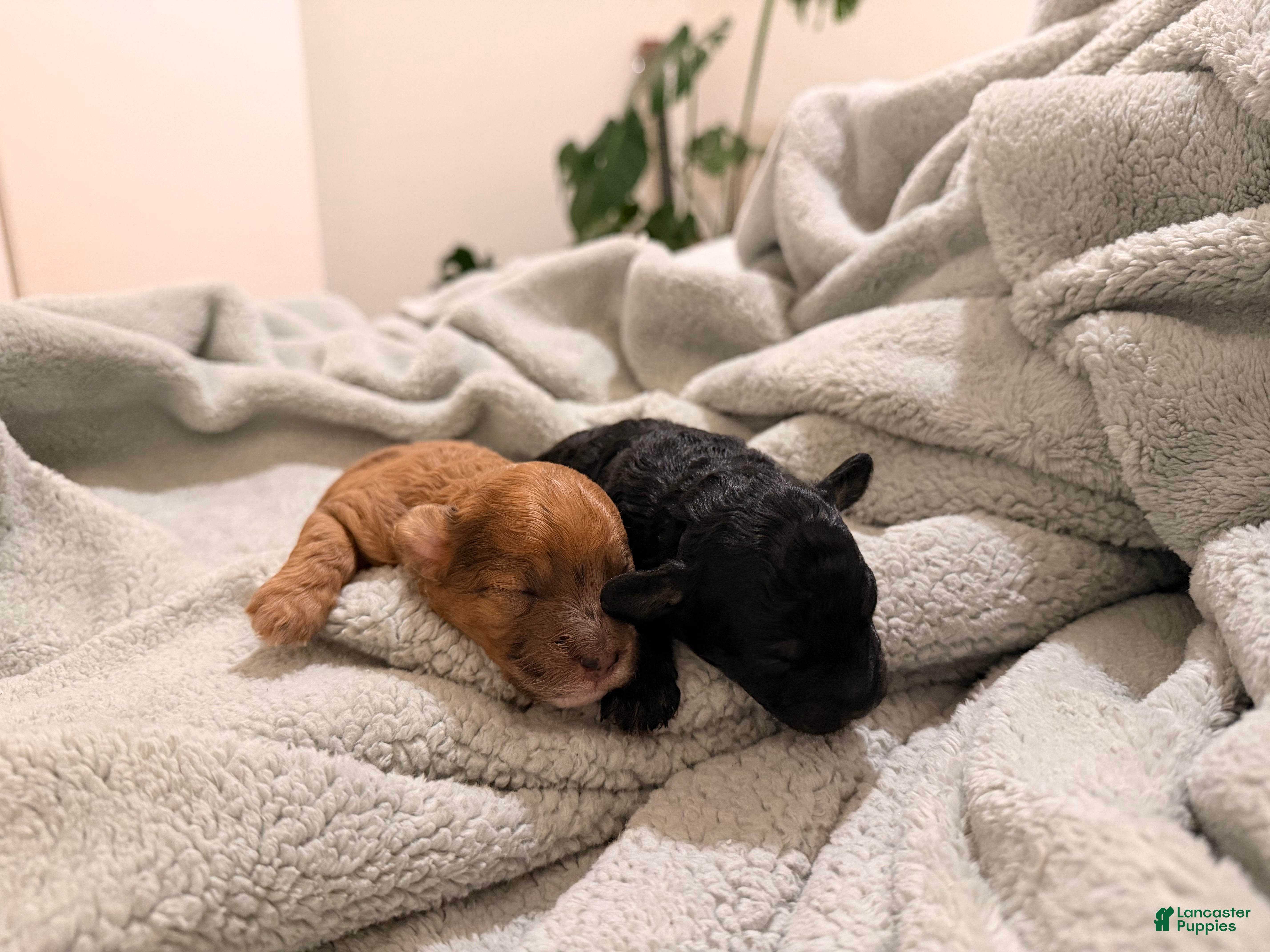 Toy Poodle dogs Betty - Ad 23