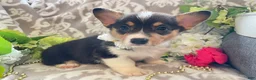 Welsh Corgi Pembroke dogs for sale: Maci - Ad 6