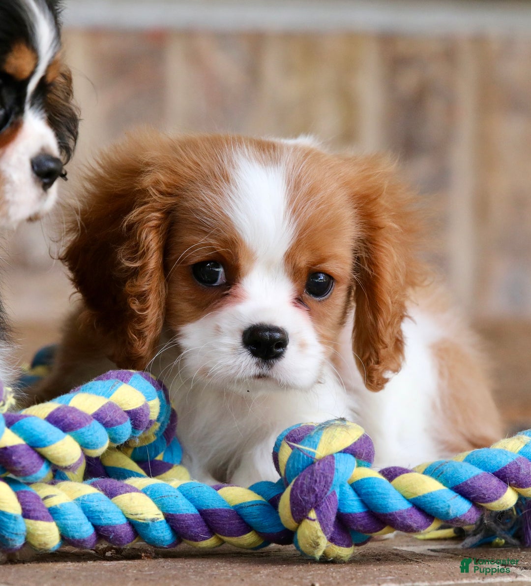 Oliver for sale in Youngstown Lancaster Puppies