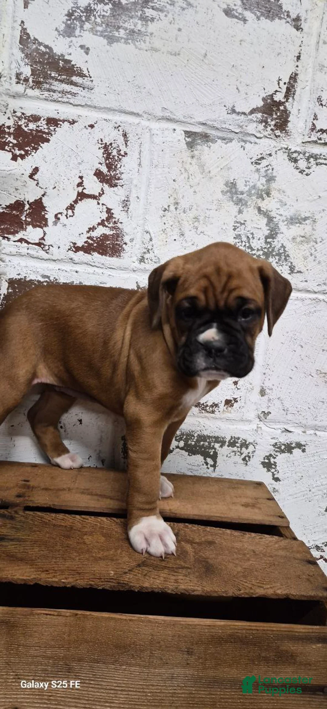 Boxer dogs for sale: JADE - Ad 5