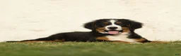 Bernese Mountain Dog dogs for sale: Jack Bernese Mountain Dog  - Ad 2