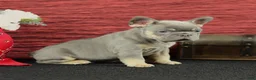 French Bulldog dogs for sale: Benji - Ad 6