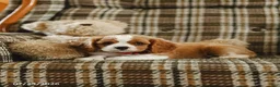 Cavalier King Charles Spaniel dogs for sale: Dallas - Ad 4