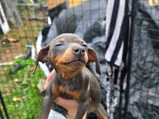 Miniature Pinscher dogs - Ad 35