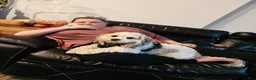 Mixed Breed dogs for sale: TBD - Ad 6