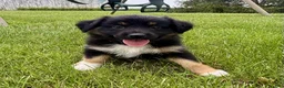 Miniature Australian Shepherd dogs for sale: Faye Miniature Australian Shepherd  - Ad 4