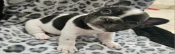 French Bulldog dogs for sale: Mal  - Ad 2