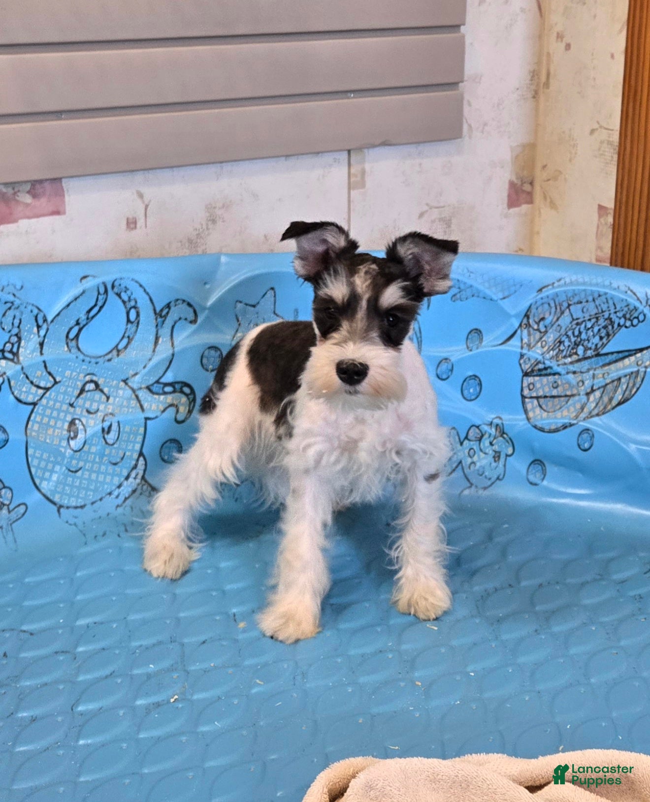 Miniature Schnauzer dogs Shelly - Ad 31