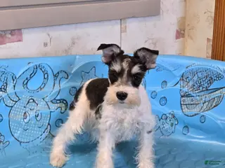 Miniature Schnauzer dogs Shelly - Ad 31