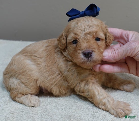 Toy Poodle dogs Loki - Ad 15