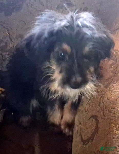 Bernedoodle dogs Penny - Ad 8