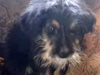 Bernedoodle dogs Penny - Ad 29