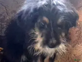 Bernedoodle dogs Penny - Ad 9