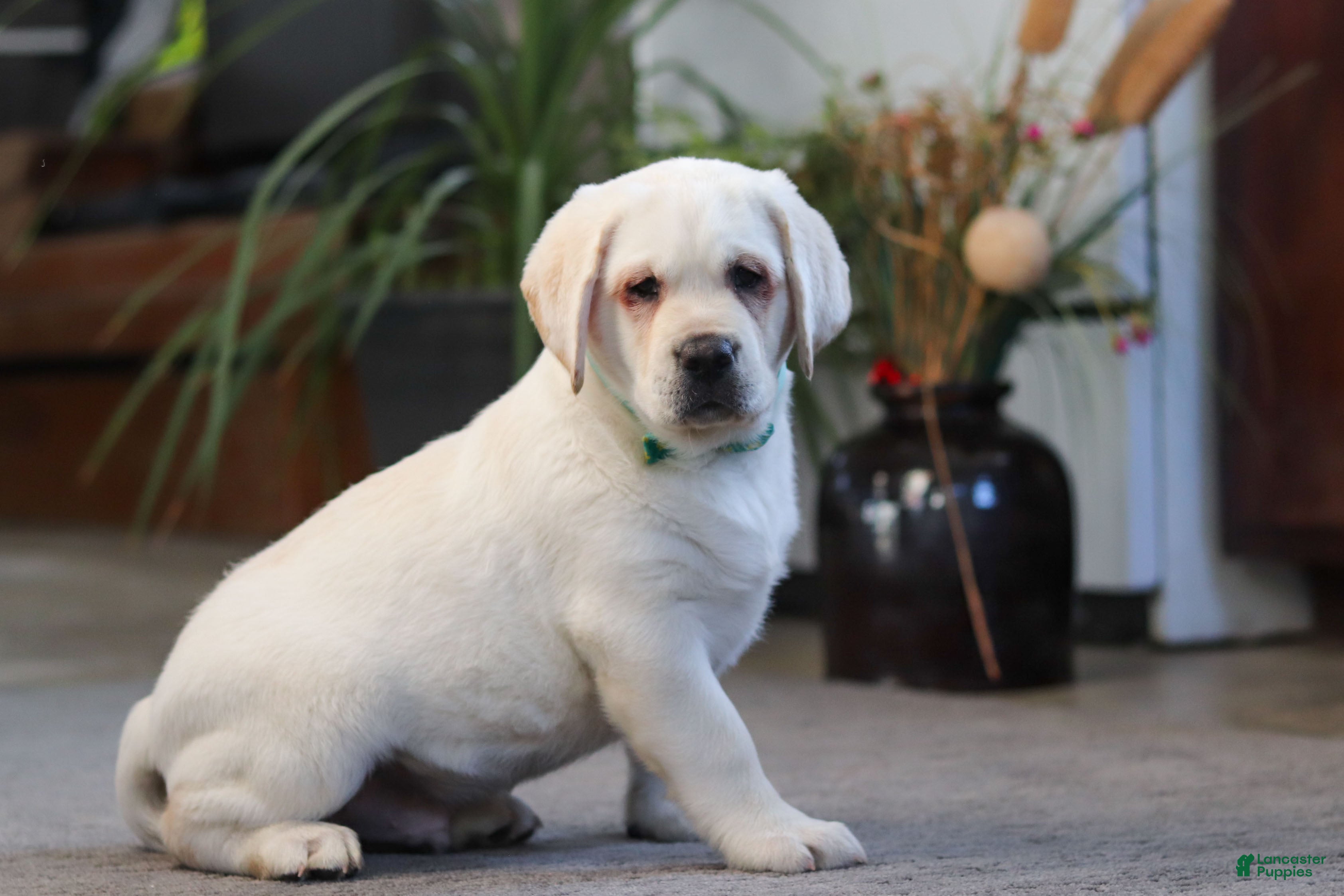 Labrador Retriever dogs Seth - Ad 2